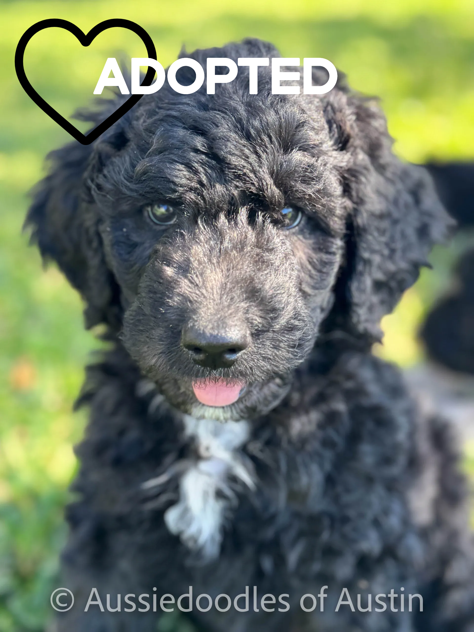 Biscuit from the 2024 Aussiedoodles of Austin litter.