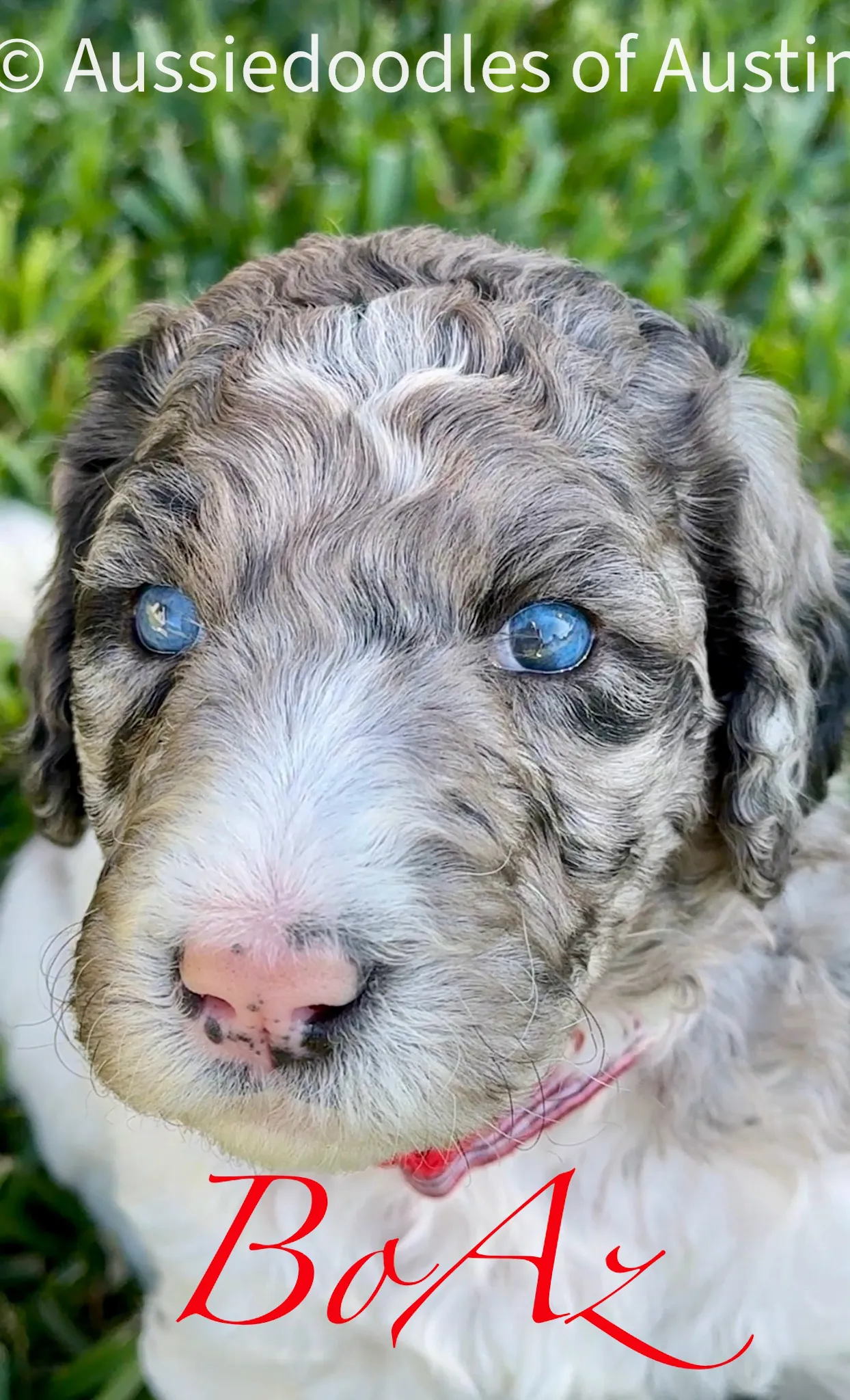 Boaz from the 2025 Aussiedoodles of Austin litter.