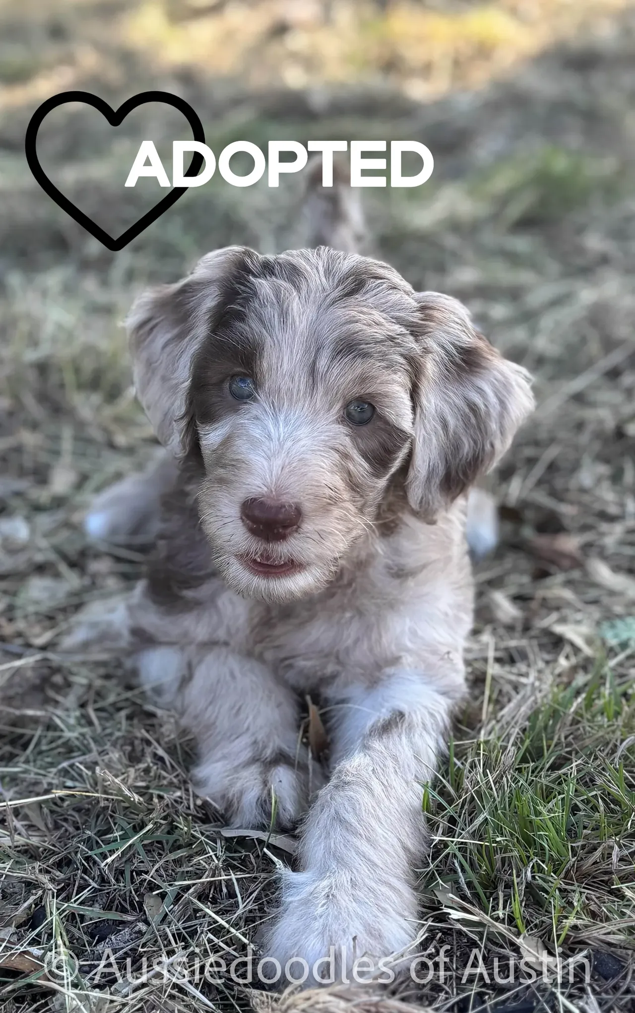 Cammy from the 2024 Aussiedoodles of Austin litter.