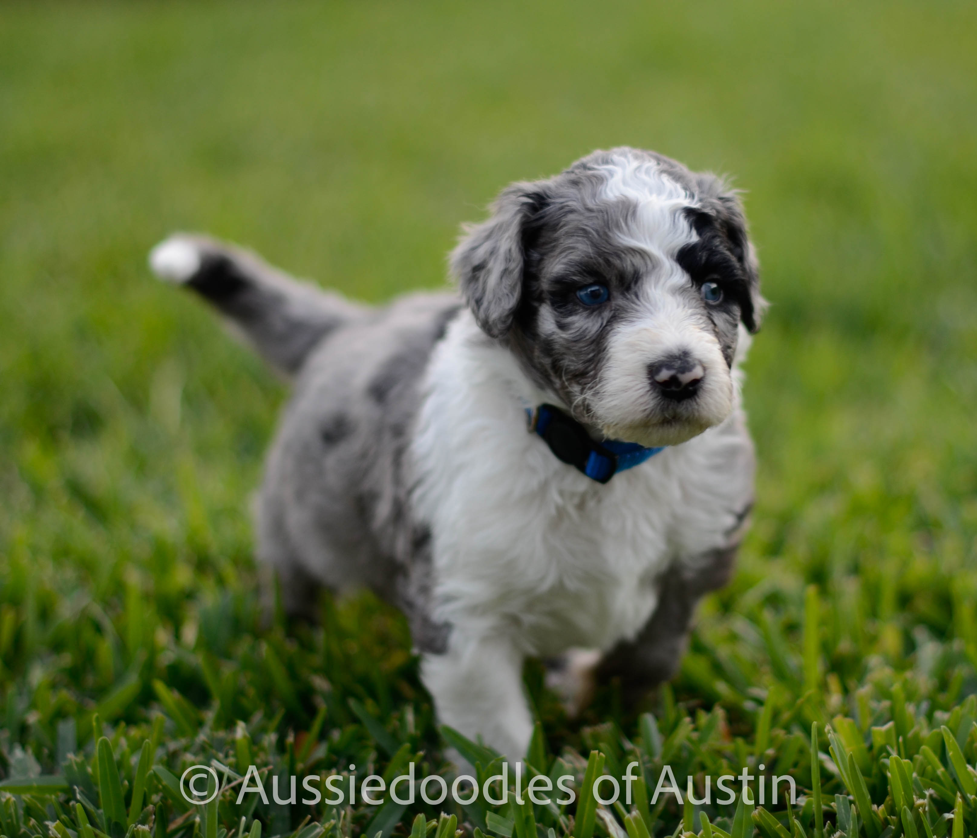 Aussiedoodle puppy from Aussiedoodles of Austin.