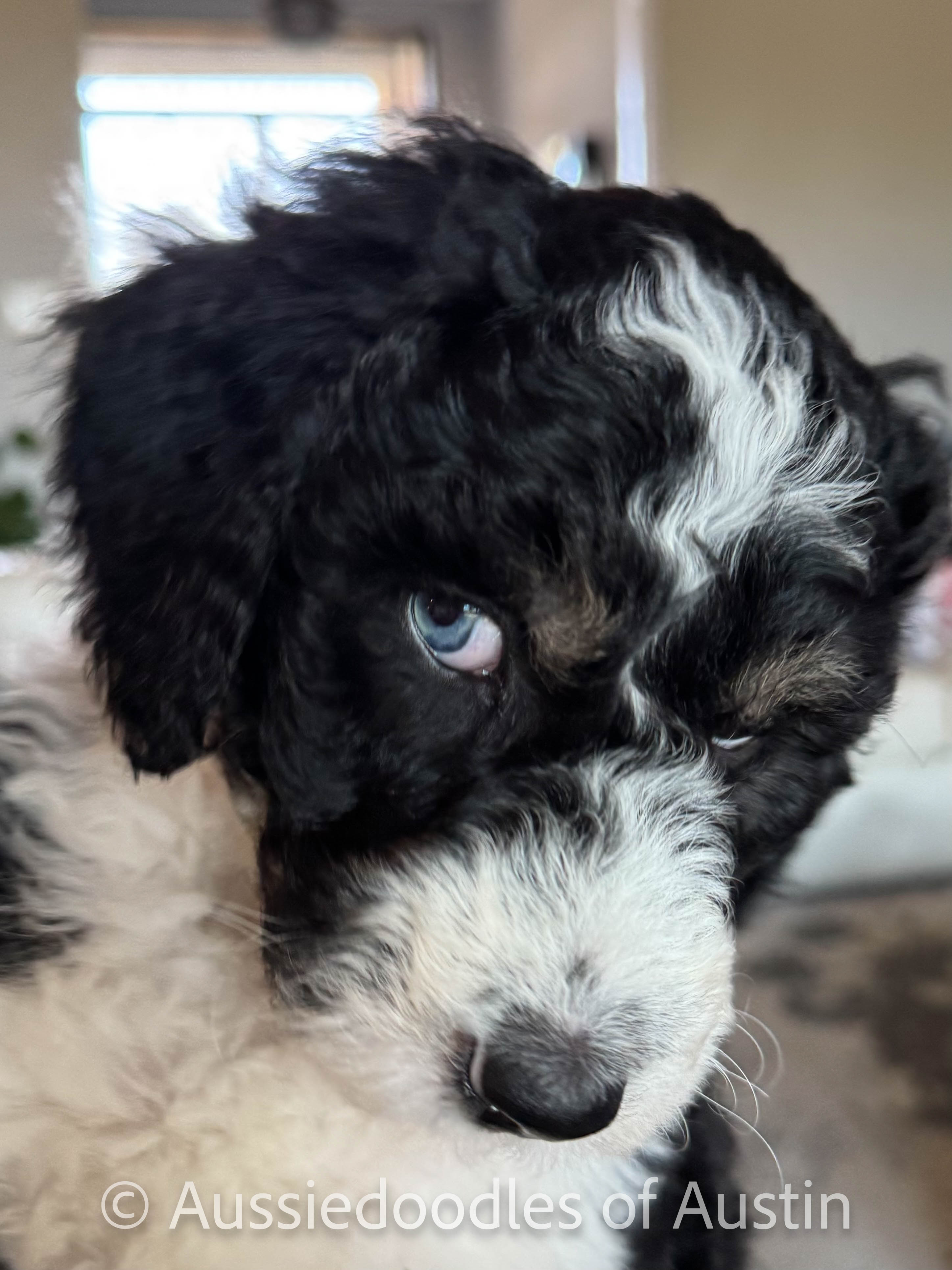 Aussiedoodle puppy close-up from Aussiedoodles of Austin.