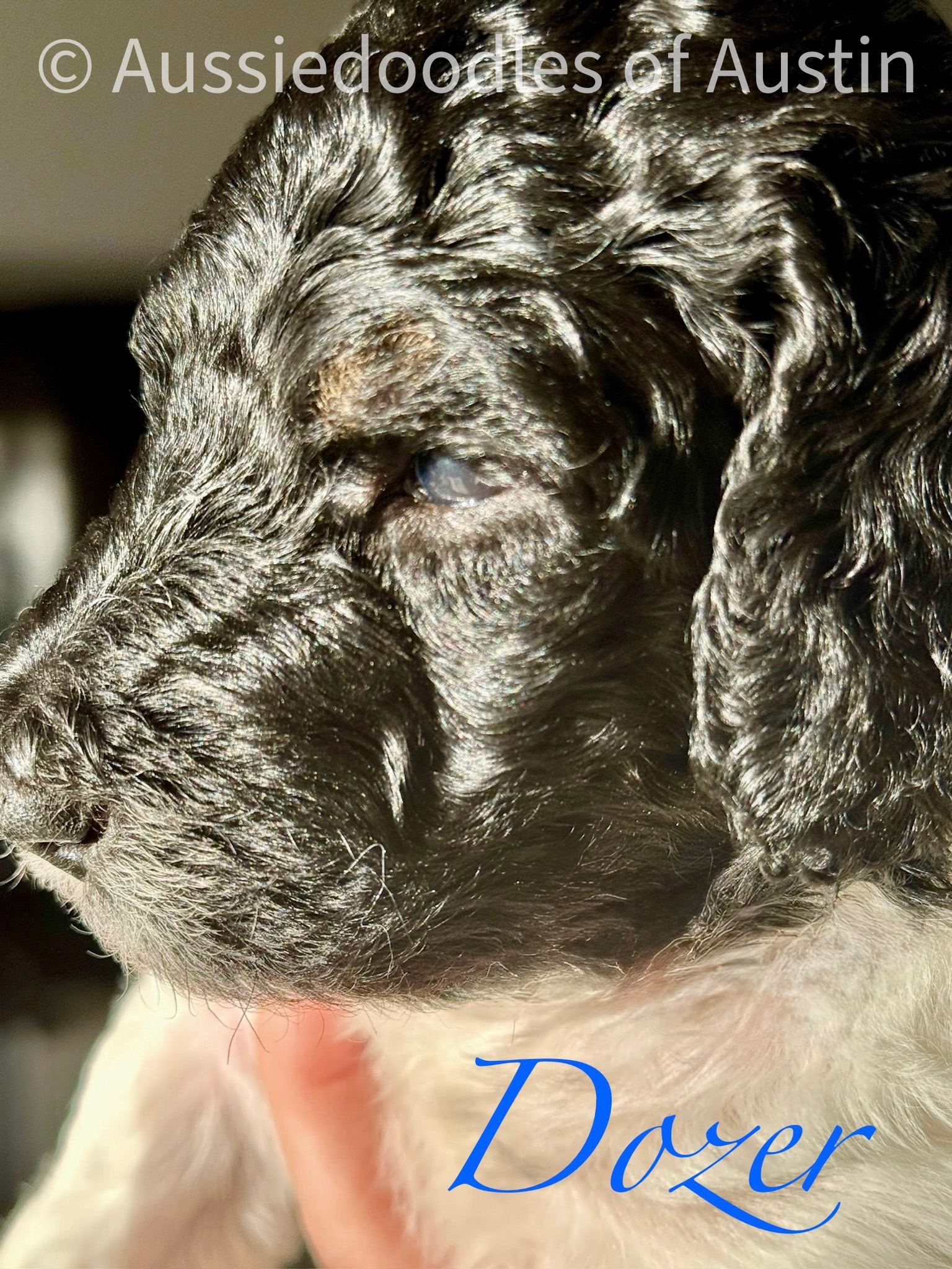 Dozer from the 2025 Aussiedoodles of Austin litter.