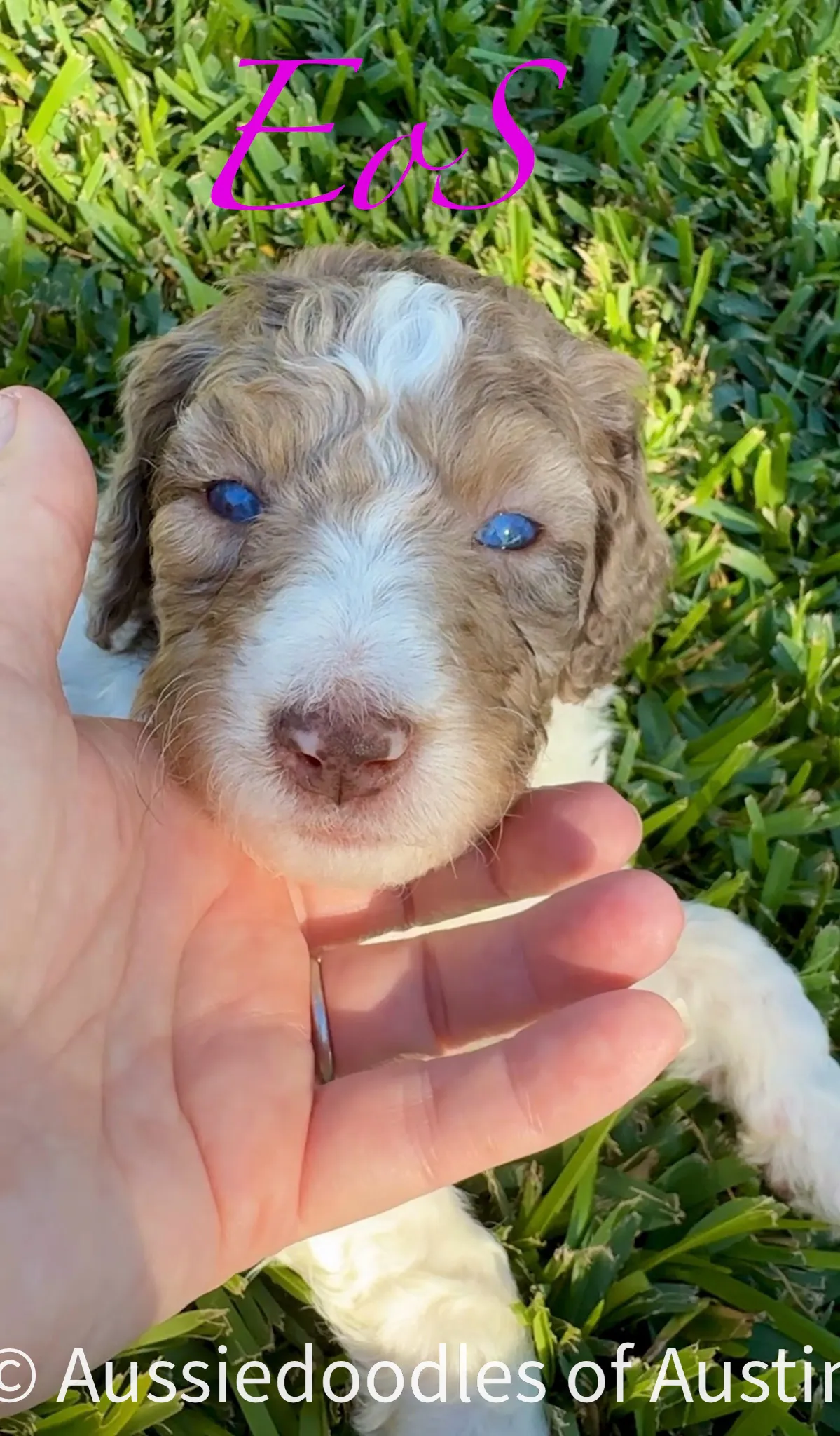 EOS from the 2025 Aussiedoodles of Austin litter.