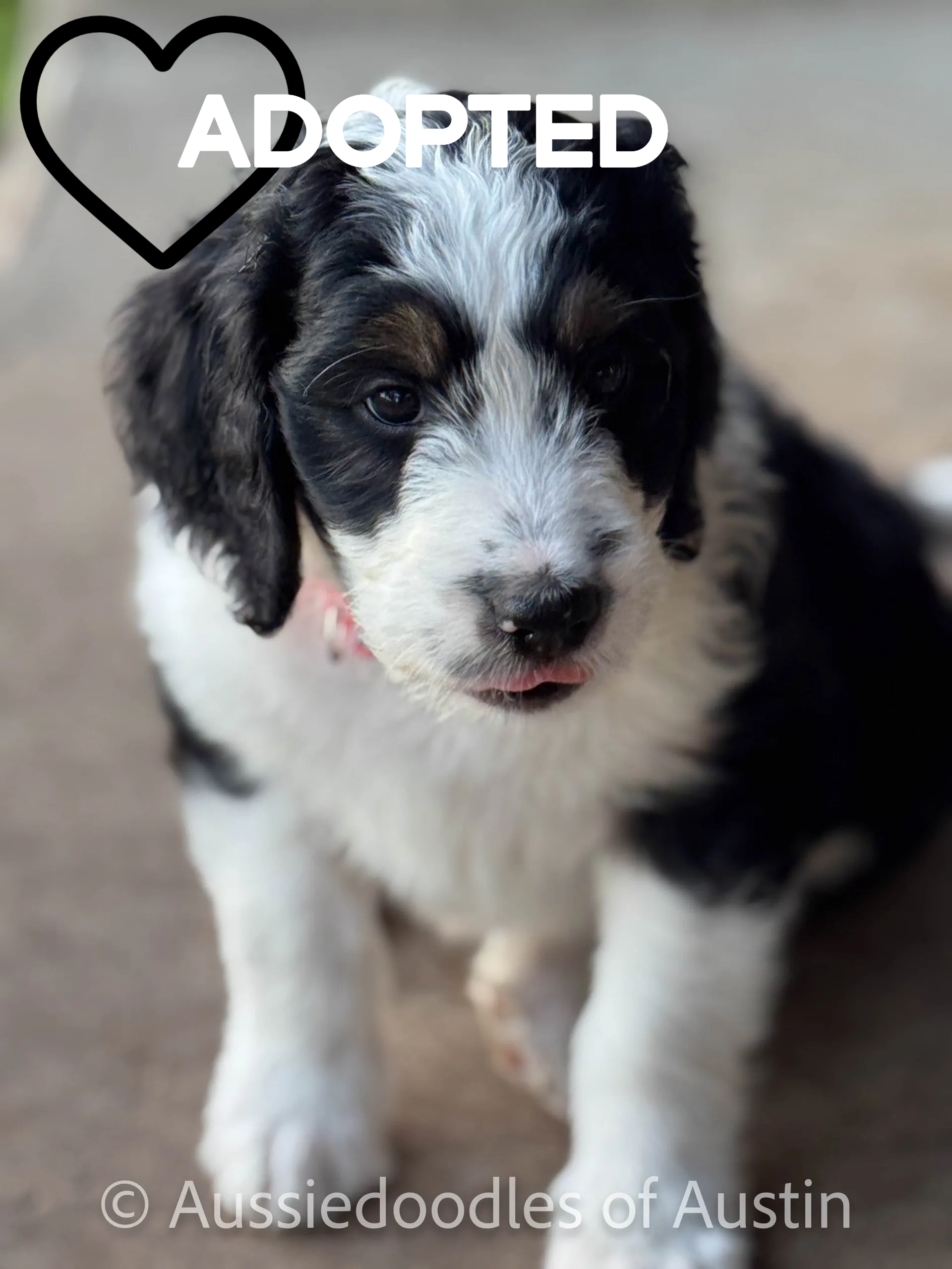 Ladybug from the 2024 Aussiedoodles of Austin litter.