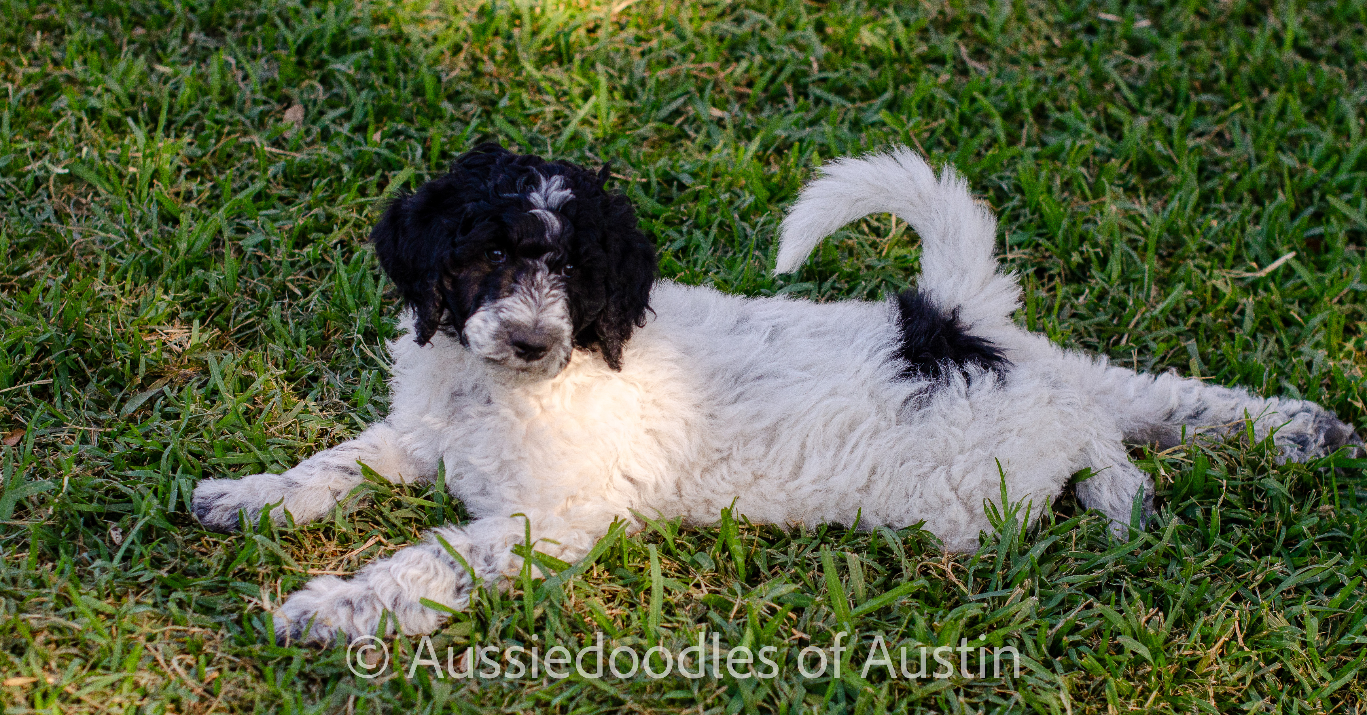Lilly from the 2025 Aussiedoodles of Austin litter.