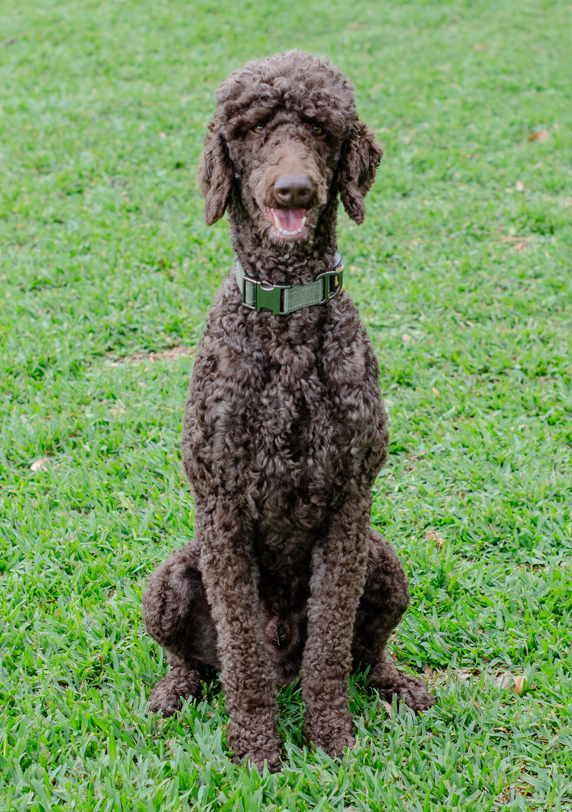 AKC Standard Poodle Sire Loki