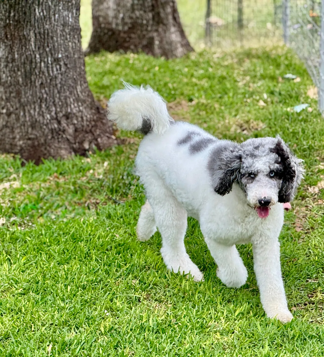 London, a blue merle Standard F1B Aussiedoodle, standing on grass