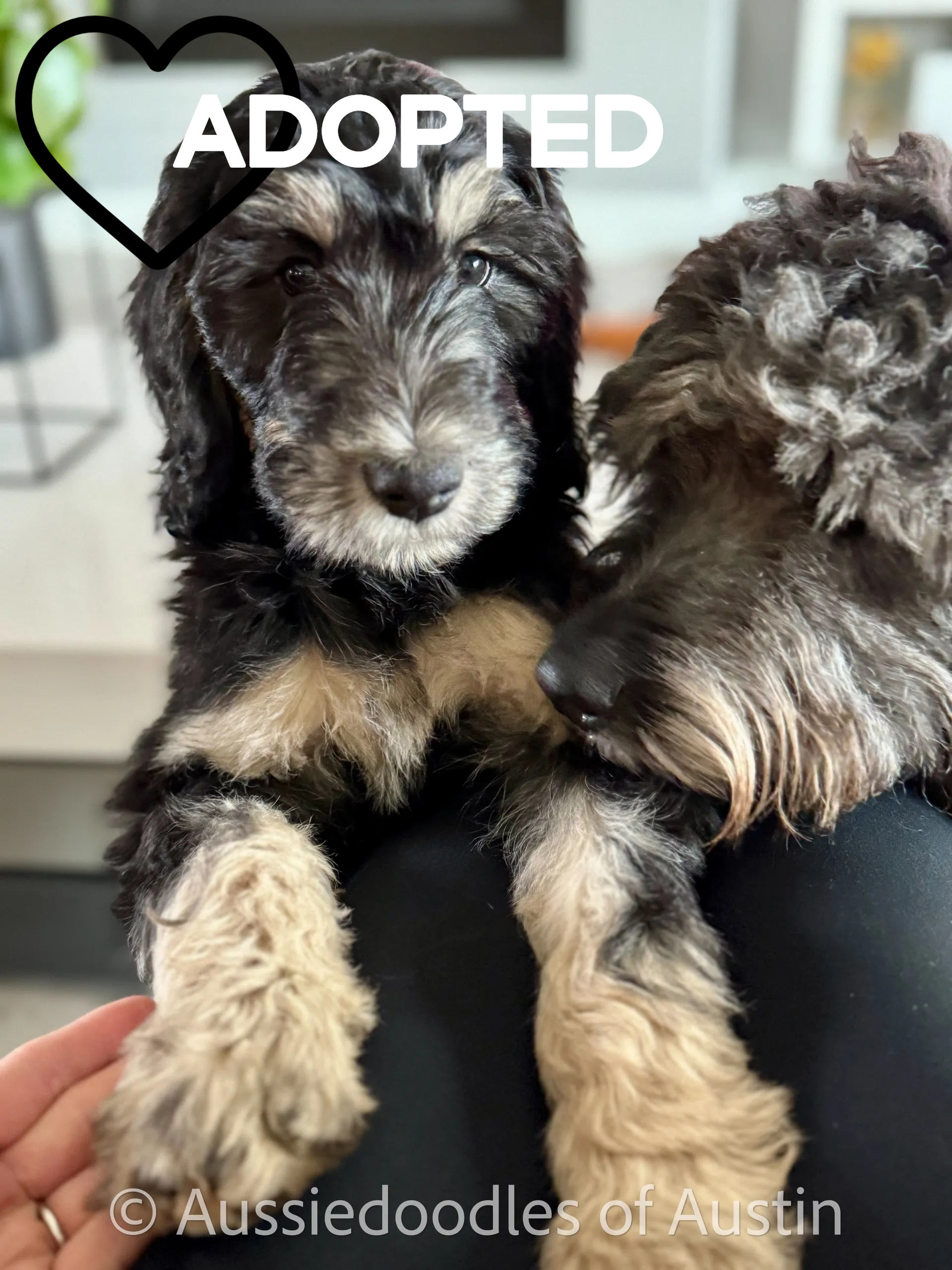 Phantom from the 2024 Aussiedoodles of Austin litter.