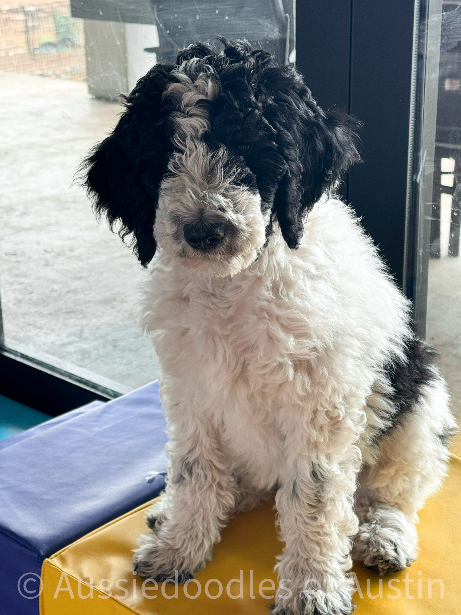 Princess from the 2025 Aussiedoodles of Austin litter.