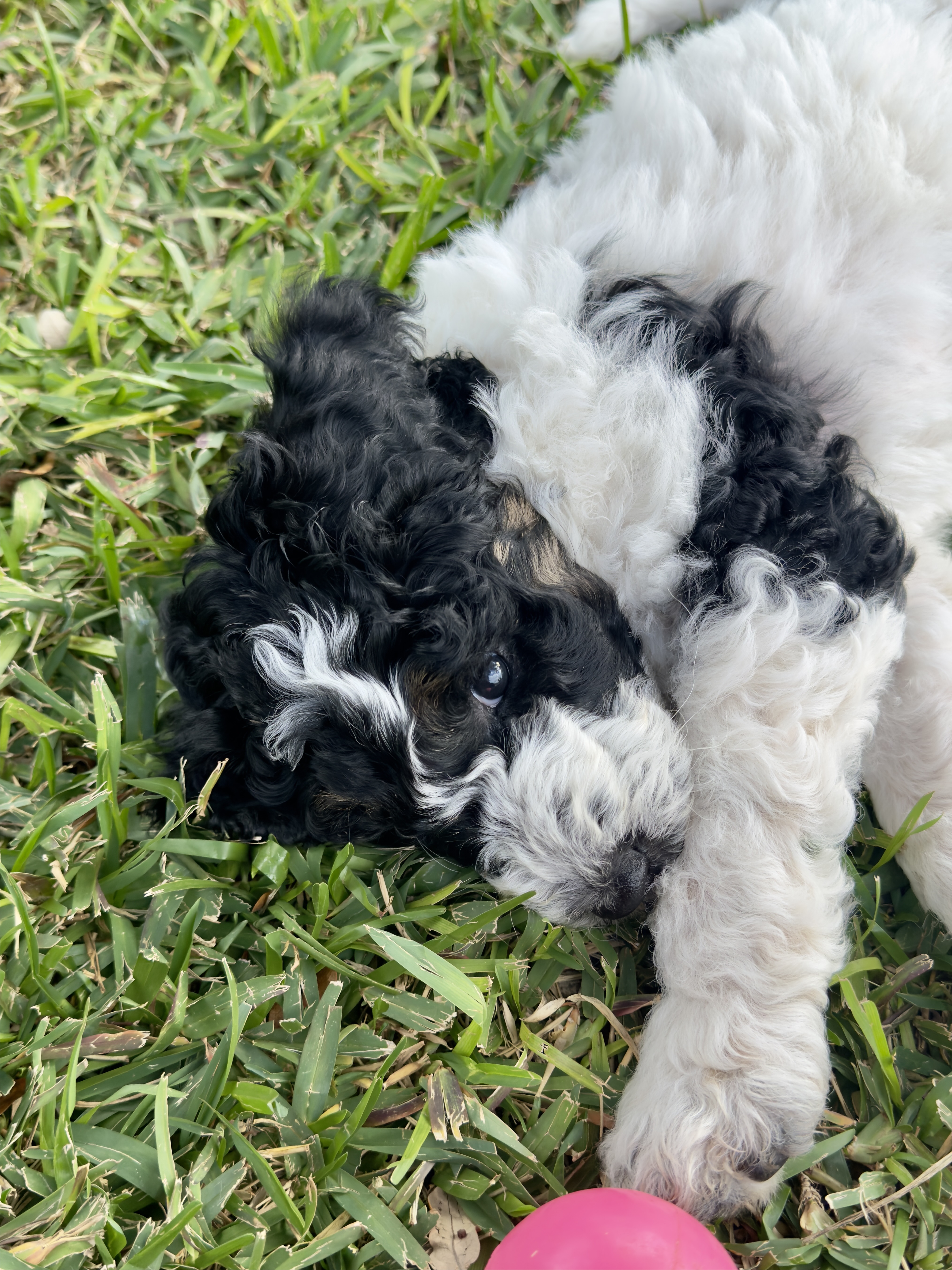 Sapphire from the 2025 Aussiedoodles of Austin litter.