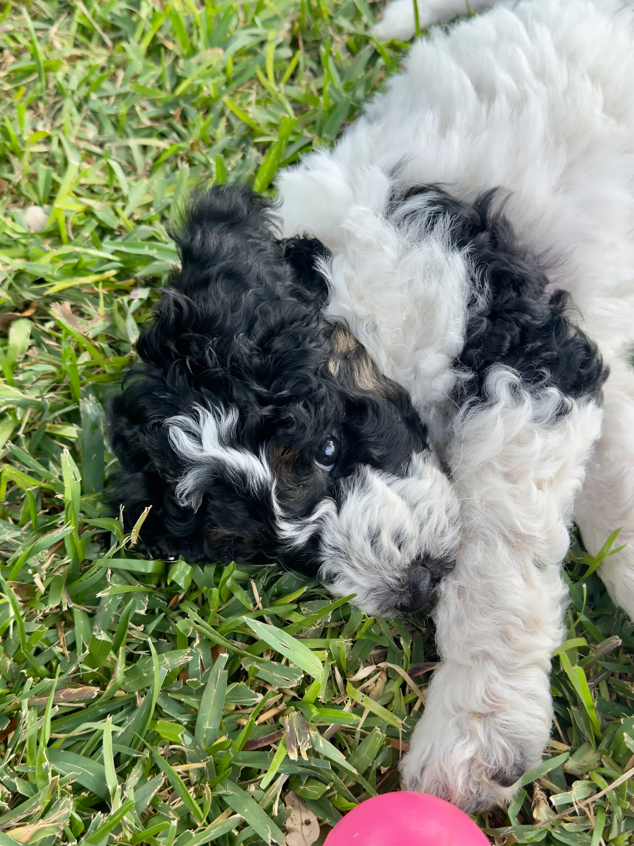 Sapphire from the 2025 Aussiedoodles of Austin litter.