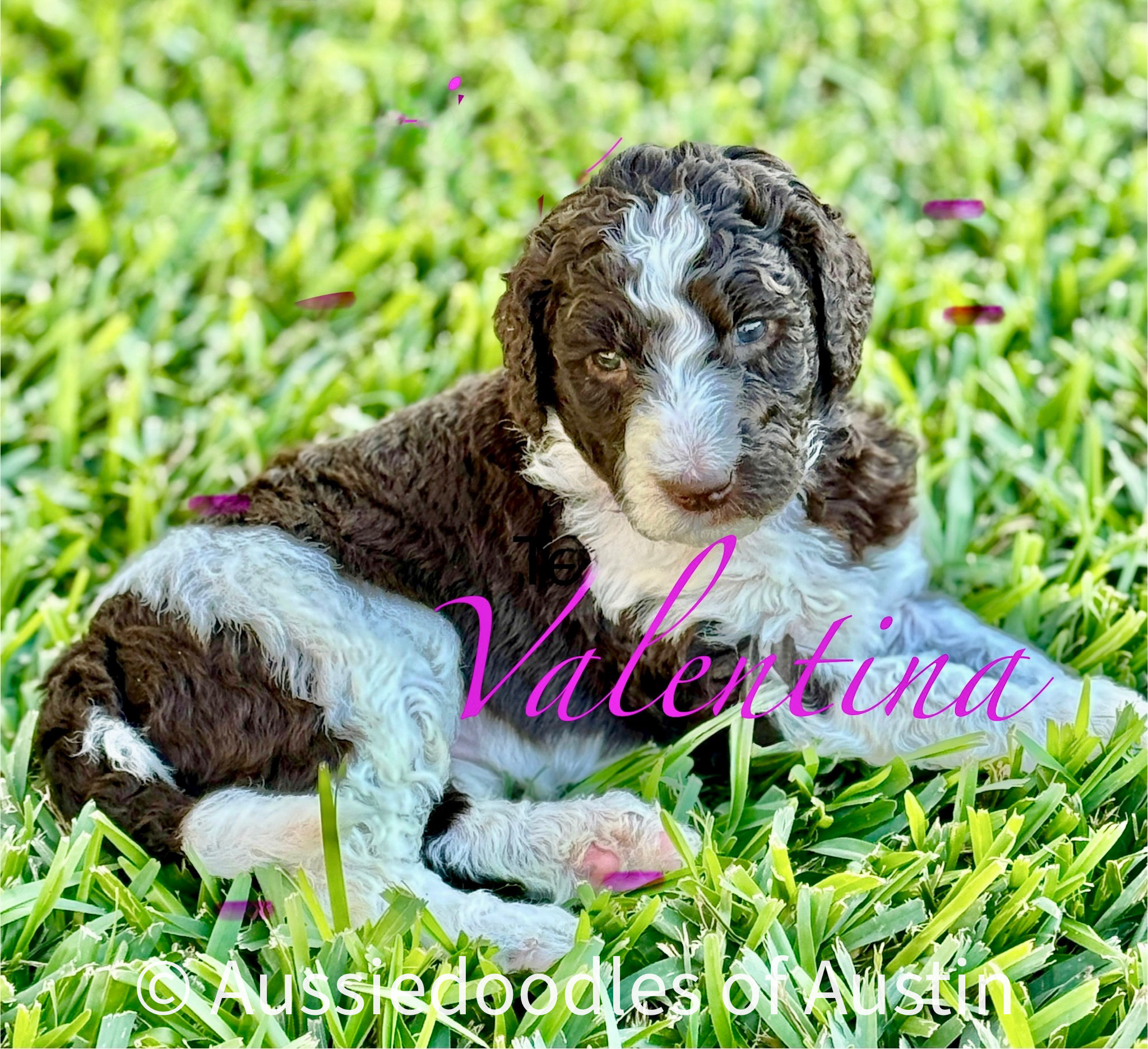 Valentina from the 2025 Aussiedoodles of Austin litter.