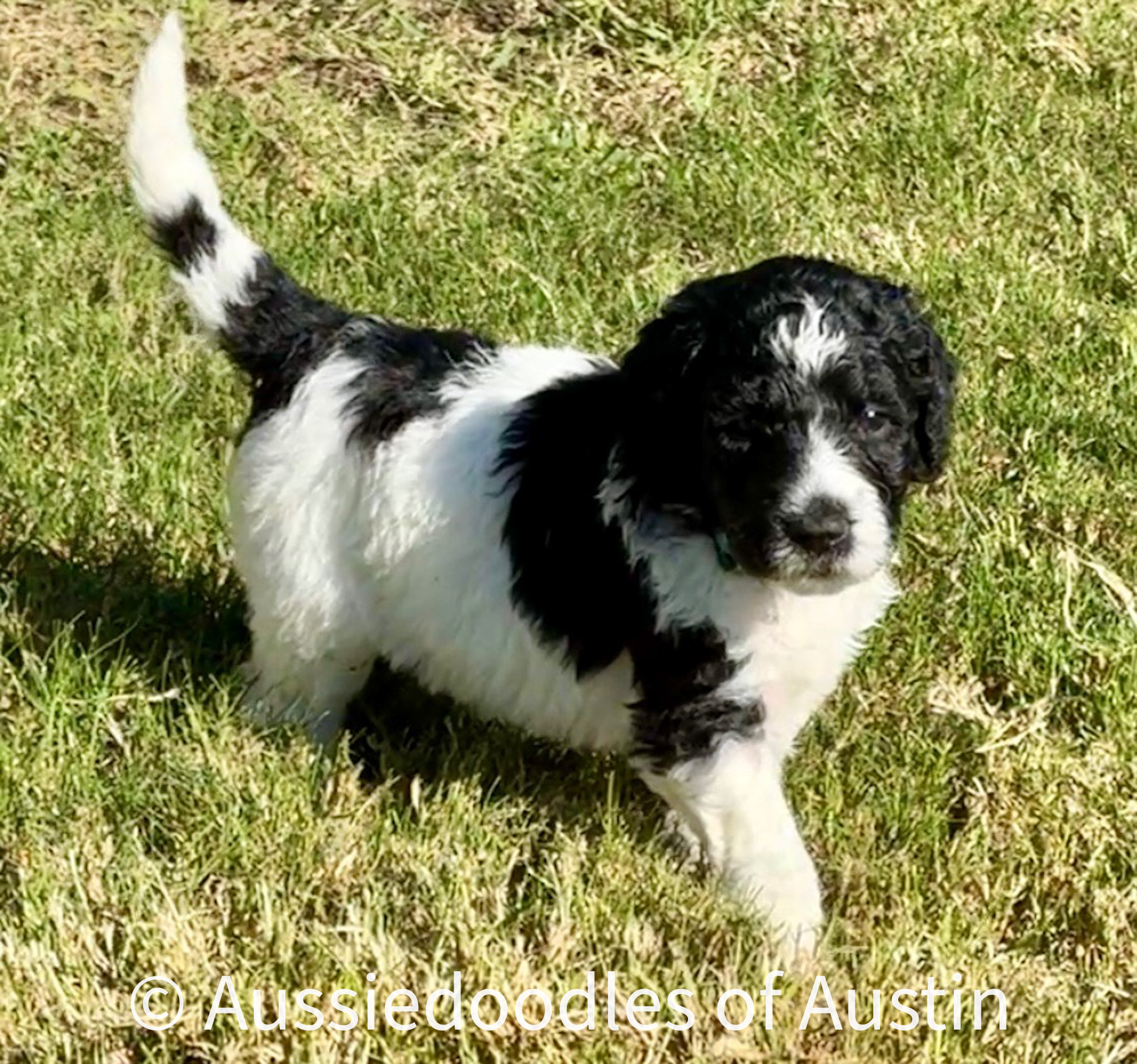 Willow from the 2025 Aussiedoodles of Austin litter.