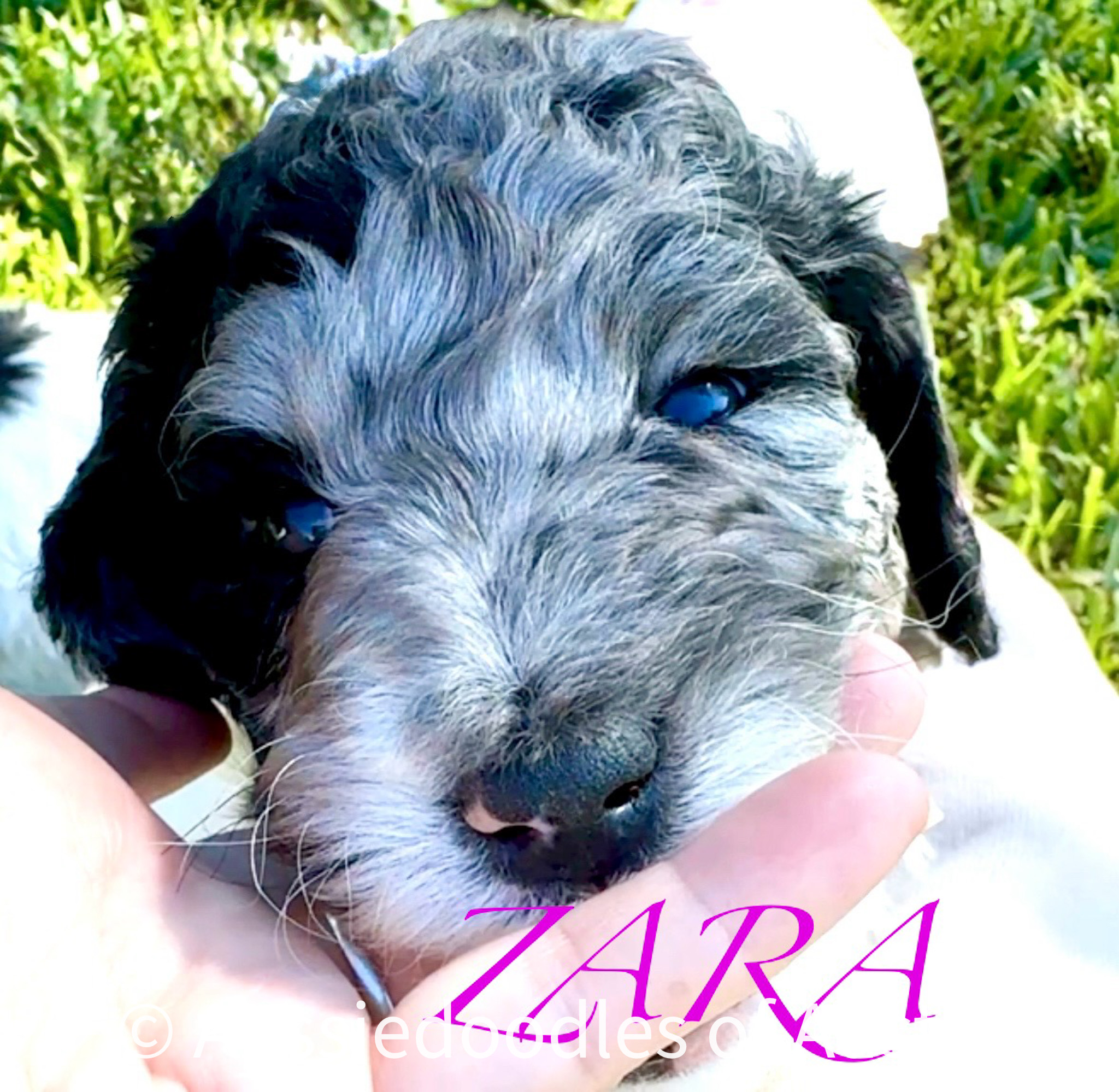 Zara from the 2025 Aussiedoodles of Austin litter.