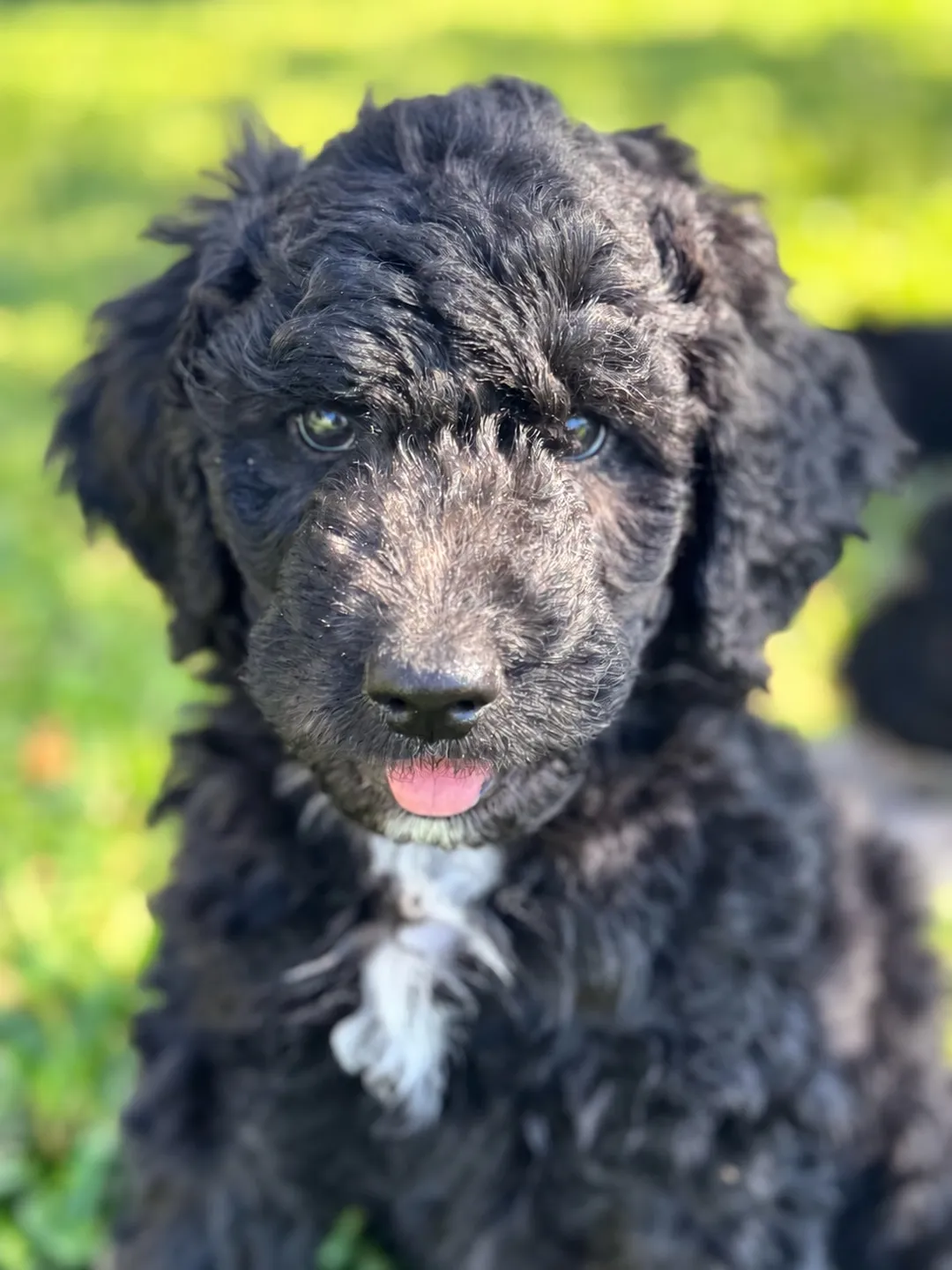 Biscuit, Black, Aussiedoodle puppy, Close-up outdoors with a white chest patch