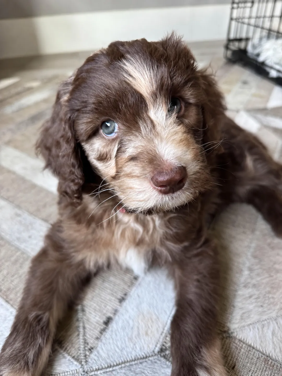 Merlot, Tricolor, Aussiedoodle puppy, Resting indoors on fabric