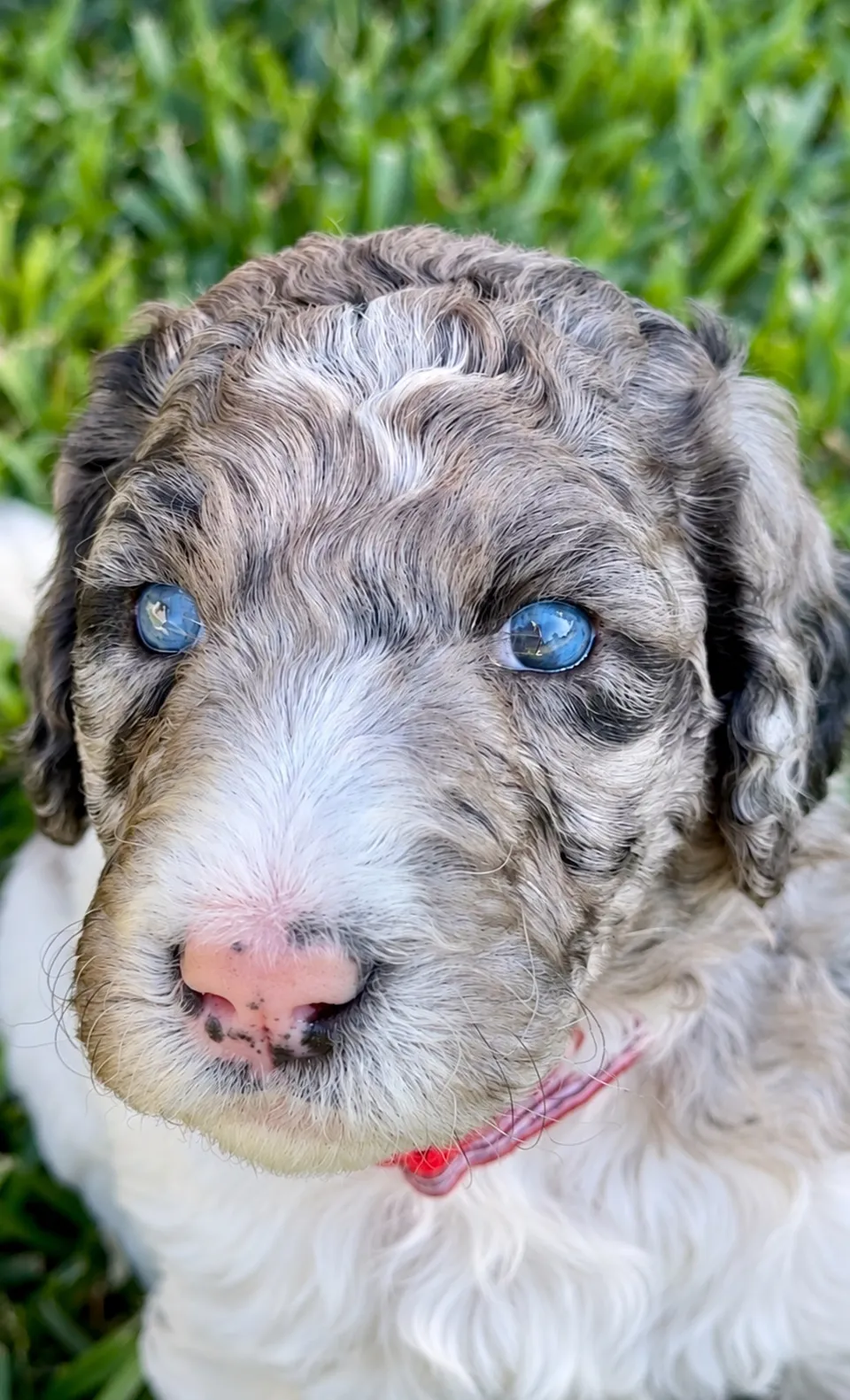 Boaz, Blue Merle, Aussiedoodle puppy, Close-up outdoors wearing a pink collar