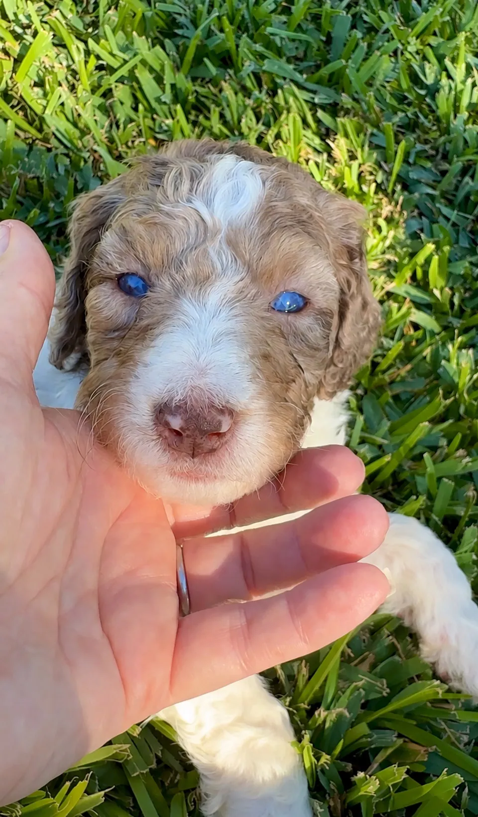 EOS, Red Merle, Aussiedoodle puppy from the 2025 Highlights, Chin resting in a hand outdoors