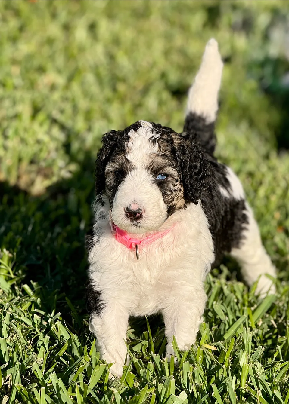 Ever, Tricolor, Aussiedoodle puppy, Standing on grass wearing a pink collar