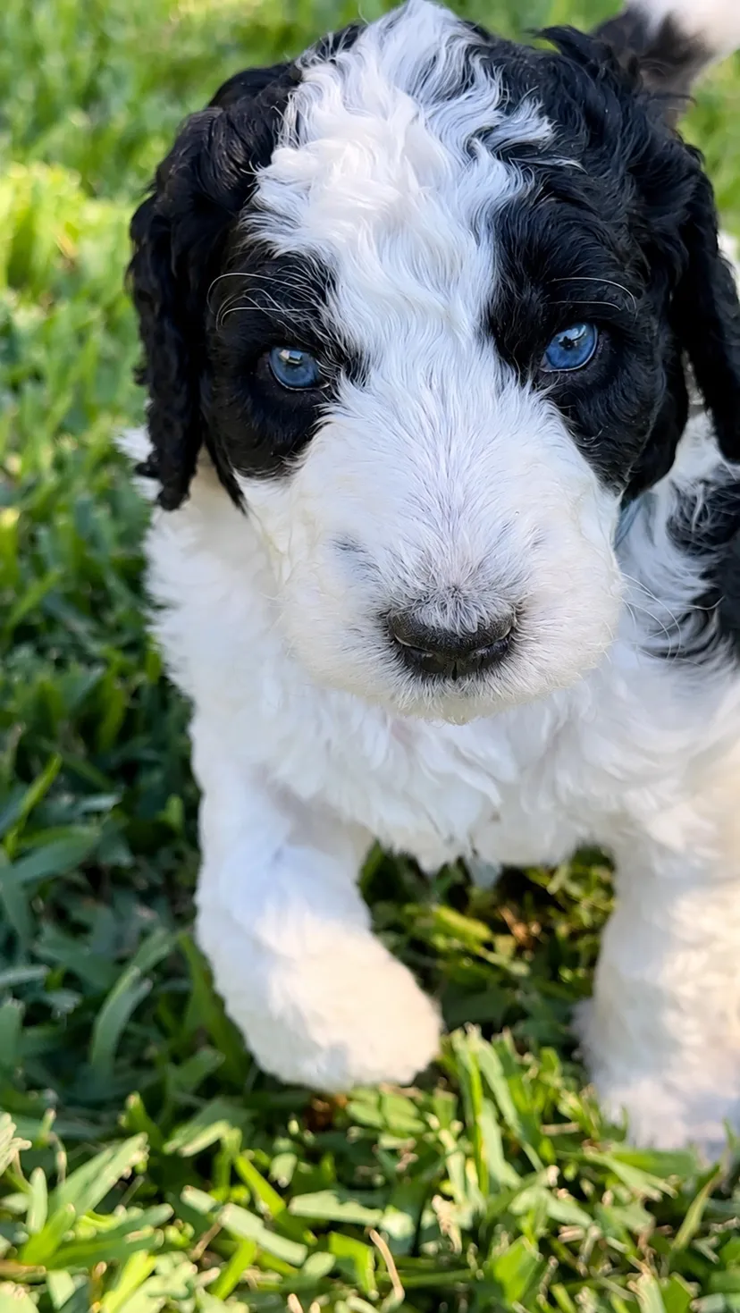 Snoop, Parti, Aussiedoodle puppy, Close-up outdoors on grass