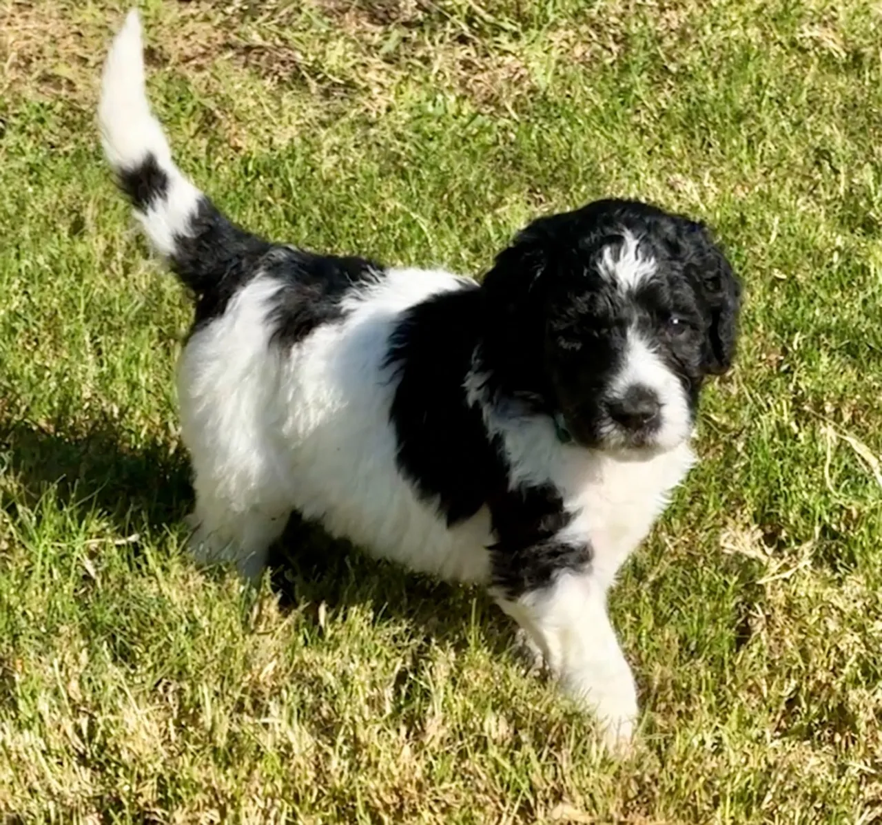 Willow, Parti, Aussiedoodle puppy, Standing on sunlit grass