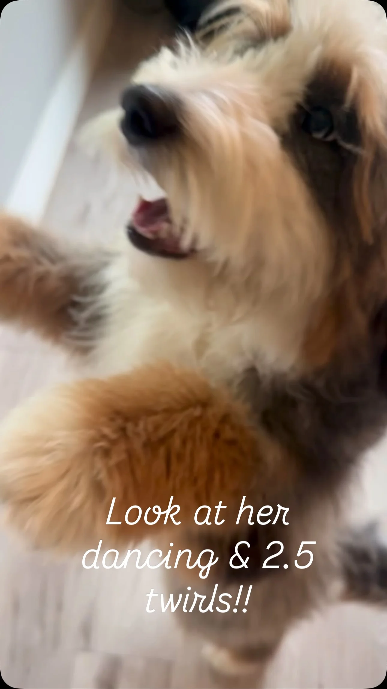 Instagram post: Zaylee has become such an amazing dancer!!! 🐶🩷🐶🩷 #watch #dancer #puppy #wow #cute