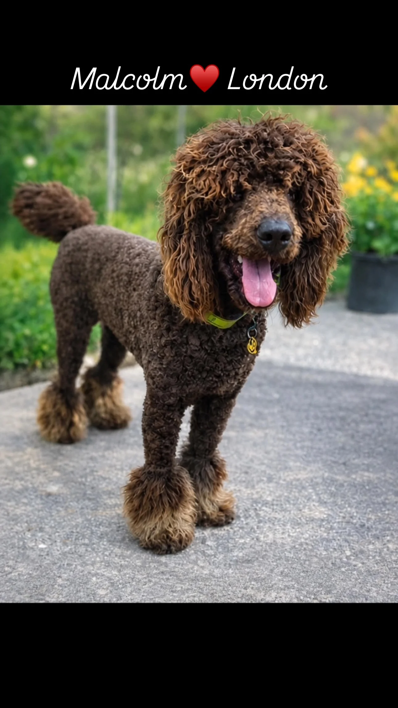 Instagram post: F1BB (89% Standard Poodle 11% Australian Shepherd) puppies coming in early November! 7 spots available. Beautiful Blue Merle & Handsome Brown Phantom! #baby #poodle #newborn #puppy #doodle